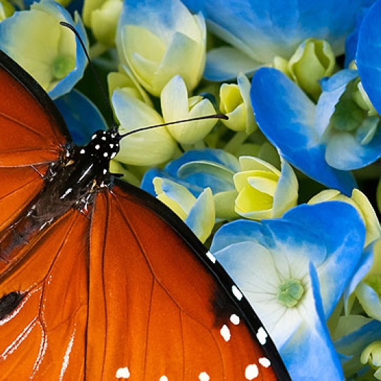 Mariposa, más color en ultra alta definición